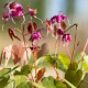 EPIMEDIUM grandiflorum 'Lilafee'