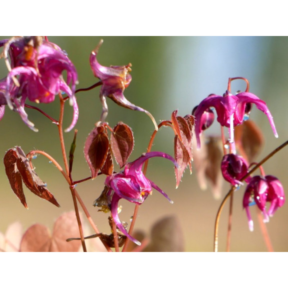 EPIMEDIUM grandiflorum 'Lilafee'