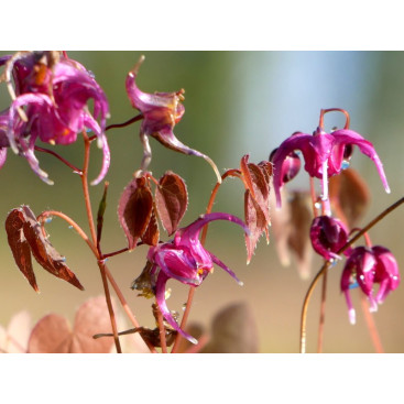 EPIMEDIUM grandiflorum \'Lilafee\'