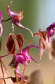 EPIMEDIUM grandiflorum 'Lilafee'