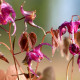 EPIMEDIUM grandiflorum 'Lilafee'