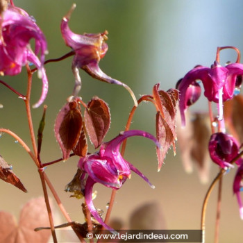 EPIMEDIUM grandiflorum &#039;Lilafee&#039;