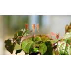 EPIMEDIUM leptorrhizum