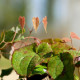 EPIMEDIUM leptorrhizum