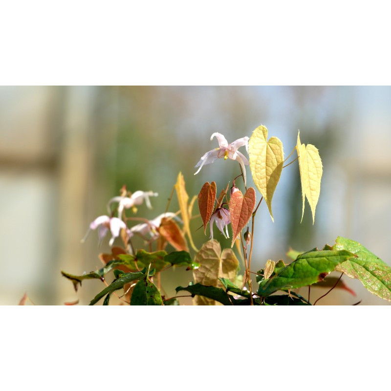EPIMEDIUM leptorrhizum
