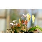 EPIMEDIUM leptorrhizum