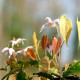 EPIMEDIUM leptorrhizum