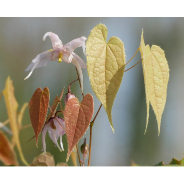 EPIMEDIUM leptorrhizum