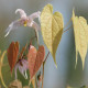 EPIMEDIUM leptorrhizum