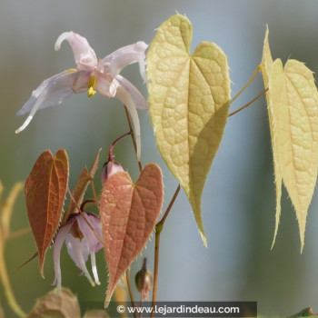 EPIMEDIUM leptorrhizum