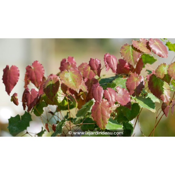EPIMEDIUM pauciflorum