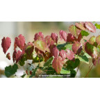 EPIMEDIUM pauciflorum