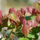 EPIMEDIUM pauciflorum