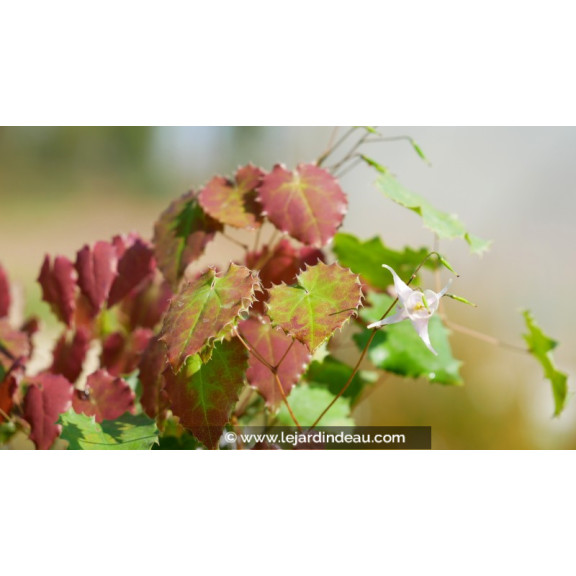 EPIMEDIUM pauciflorum