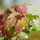 EPIMEDIUM pauciflorum