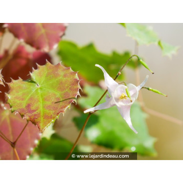 EPIMEDIUM pauciflorum