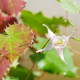 EPIMEDIUM pauciflorum