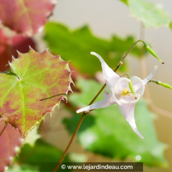 EPIMEDIUM pauciflorum