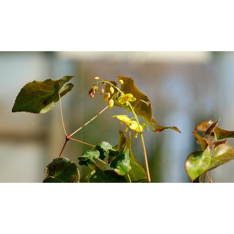 EPIMEDIUM perralderianum EPIMEDIUM perralderianum