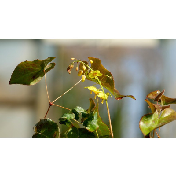 EPIMEDIUM perralderianum