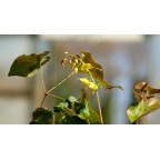 EPIMEDIUM perralderianum EPIMEDIUM perralderianum