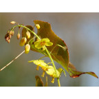 EPIMEDIUM perralderianum EPIMEDIUM perralderianum