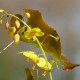 EPIMEDIUM perralderianum