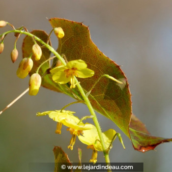 EPIMEDIUM perralderianum