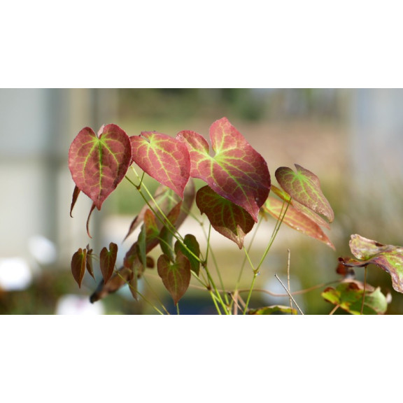 EPIMEDIUM pubigerum 'Orange K&ouml;nigin'