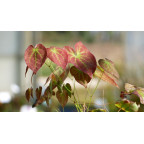 EPIMEDIUM pubigerum 'Orange K&ouml;nigin'