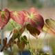 EPIMEDIUM pubigerum 'Orange Königin'