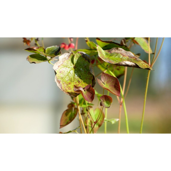 EPIMEDIUM x warleyense