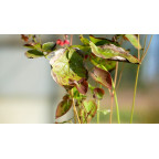 EPIMEDIUM x warleyense