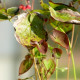 EPIMEDIUM x warleyense