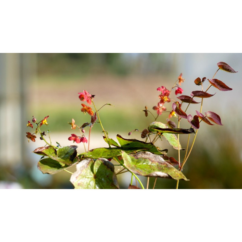 EPIMEDIUM x warleyense