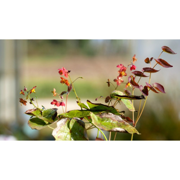 EPIMEDIUM x warleyense