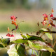 EPIMEDIUM x warleyense