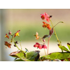 EPIMEDIUM x warleyense