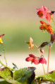 EPIMEDIUM x warleyense