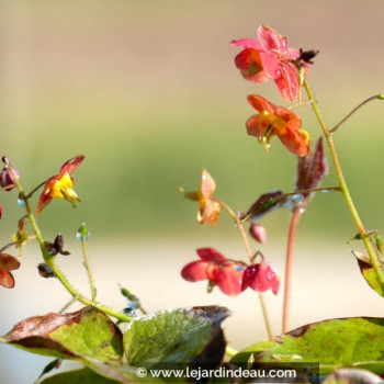 EPIMEDIUM x warleyense