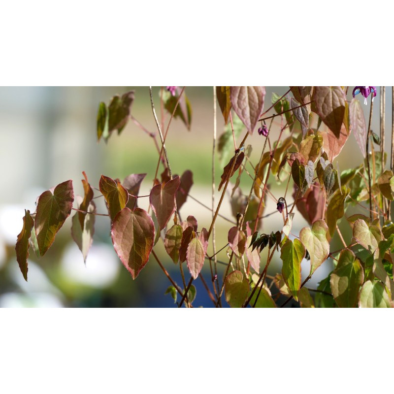 EPIMEDIUM youngianum 'Merlin'
