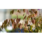 EPIMEDIUM youngianum 'Merlin'