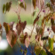 EPIMEDIUM youngianum 'Merlin'