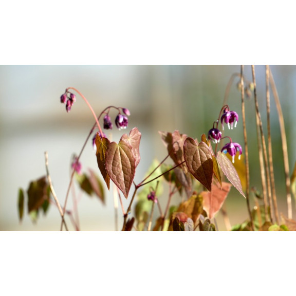 EPIMEDIUM youngianum 'Merlin'