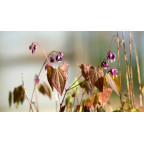 EPIMEDIUM youngianum 'Merlin'
