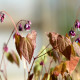 EPIMEDIUM youngianum 'Merlin'