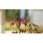 EPIMEDIUM youngianum 'Merlin'