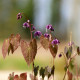 EPIMEDIUM youngianum 'Merlin'