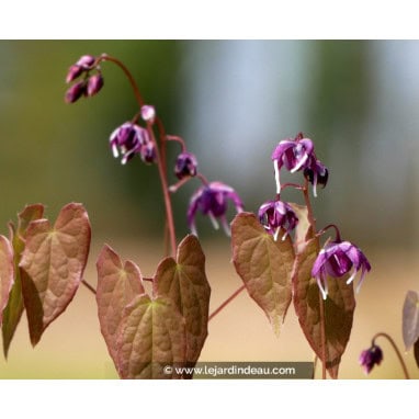 EPIMEDIUM youngianum \'Merlin\'