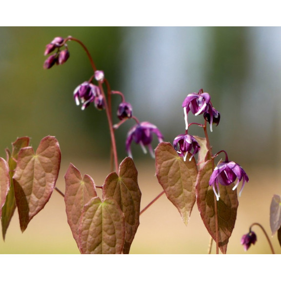 EPIMEDIUM youngianum 'Merlin'
